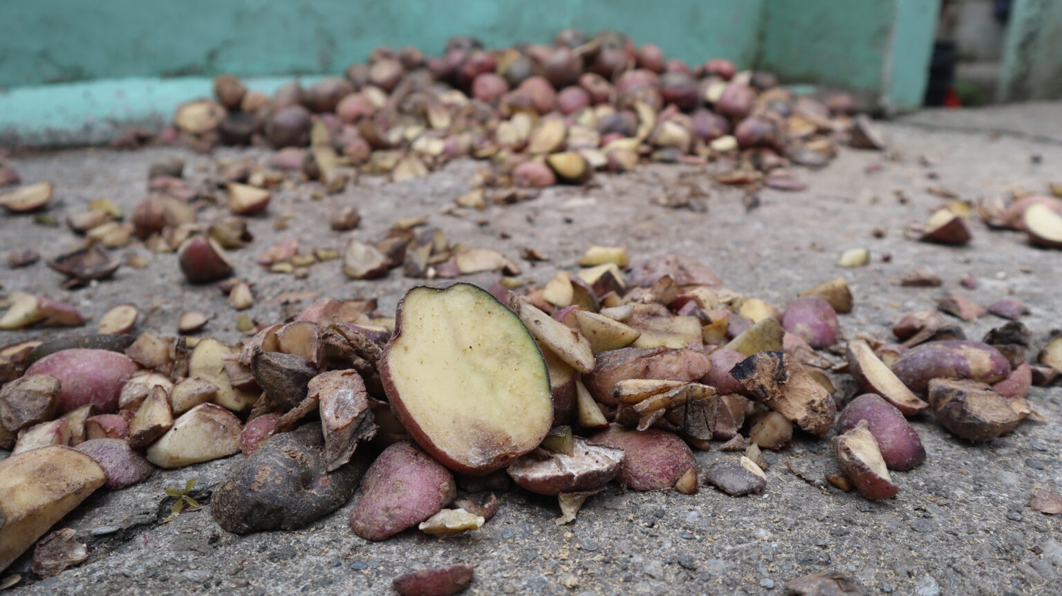 Restos del cultivo de papa de la familia Cardona Posada. Foto: Andrés Camilo Tuberquia Zuluaga.