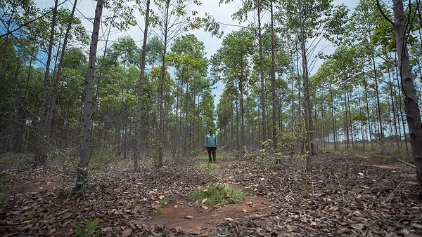 Plantación de eucaliptos de Inverbosques. De las 104.000 hectáreas que ocupa la empresa, 33.400 están plantadas, en su mayoría con eucaliptos. Foto: Jorge Luis Rocha