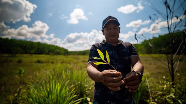 En Brasil, las plantaciones forestales redujeron hasta un 30 % el agua lluvia que llega a las fuentes de agua a través del subsuelo. Foto: Jorge Luis Rocha