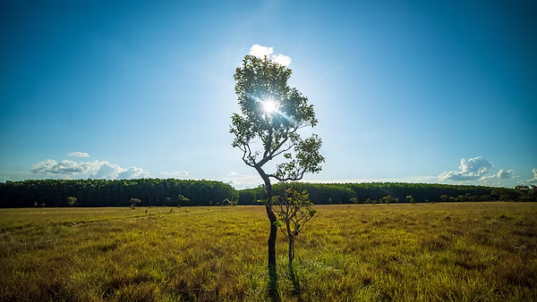 Al frente, un alcornoque, árbol nativo del Vichada. Al fondo, una plantación de acacias. Foto: Jorge Luis Rocha