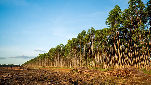 Vichada es el departamento de Colombia con más hectáreas de plantaciones forestales, por encima de Antioquia. Foto: Jorge Luis Rocha