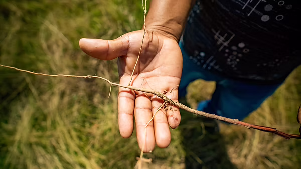 Plántula de un árbol de acacia. La acacia es una especie invasora que se expande por la sabana transportada por las aves. Foto: Jorge Luis Rocha