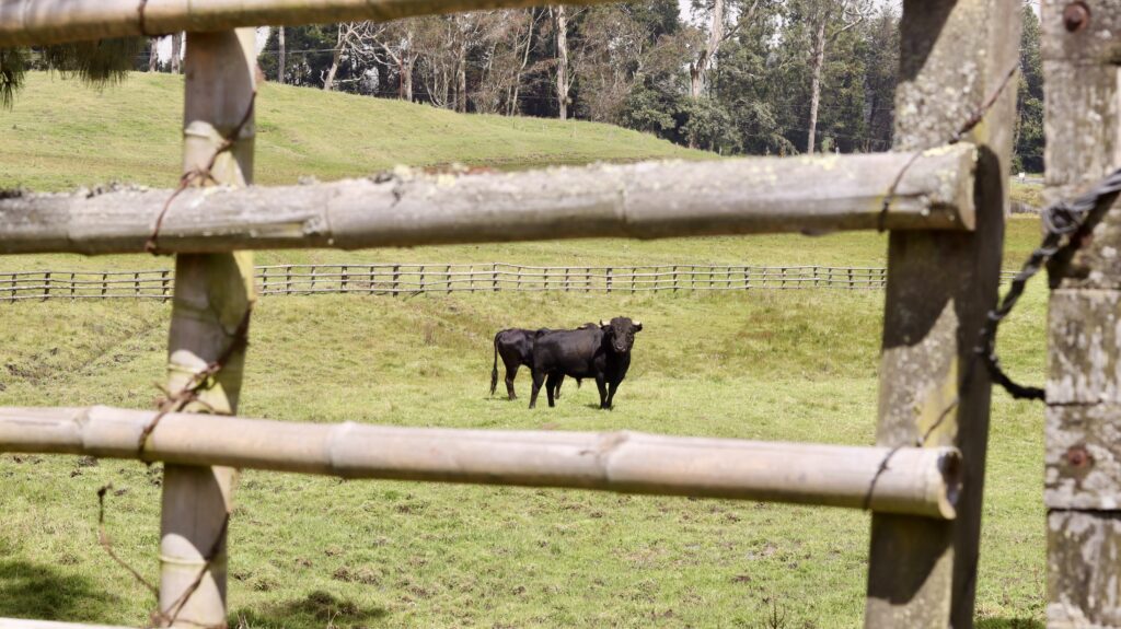 Termina la faena: ¿Manizales está lista para el último “olé”?