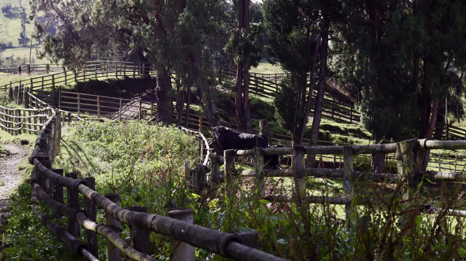Toro de lidia del encaste murú de santacoloma. Foto: Jannín Cortés.