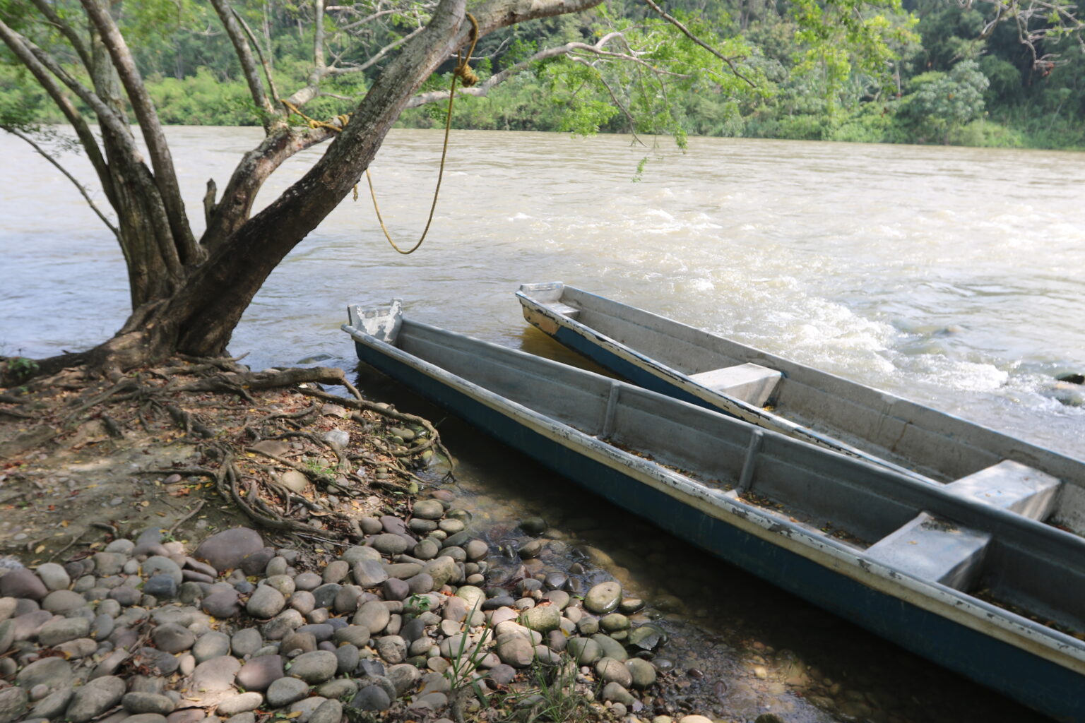 Según la Comisión de la Verdad, con la construcción de Hidrosogamoso los peces dejaron de migrar, porque se creó una barrera que se los impedía, y por eso dejaron de reproducirse y comenzaron a morir. Foto: Jaime Moreno Vargas.