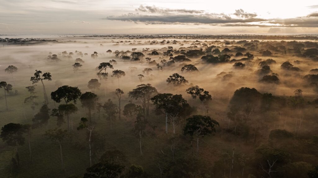 Bolivia bosque
