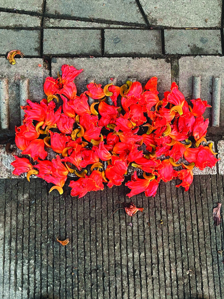 El tulipán africano o miona (Spathodea campanulata). Foto: Thomas Mejía López.