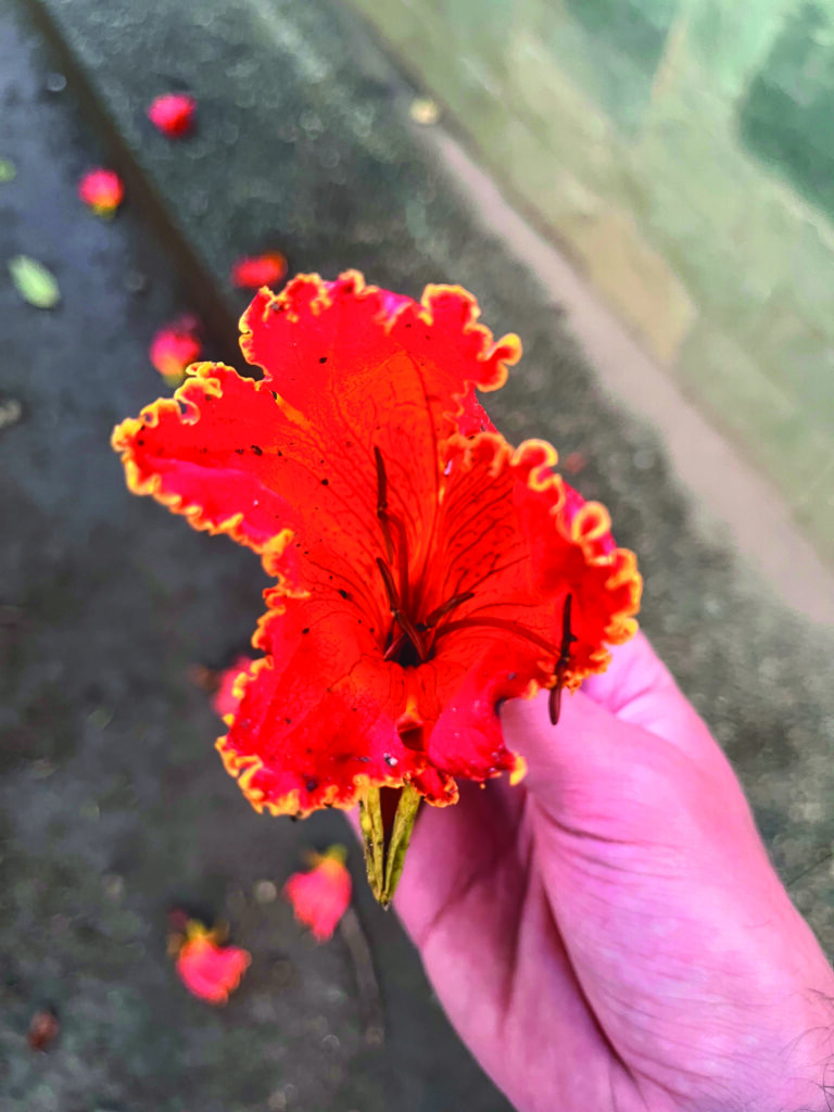El tulipán africano o miona (Spathodea campanulata). Foto: Thomas Mejía López.