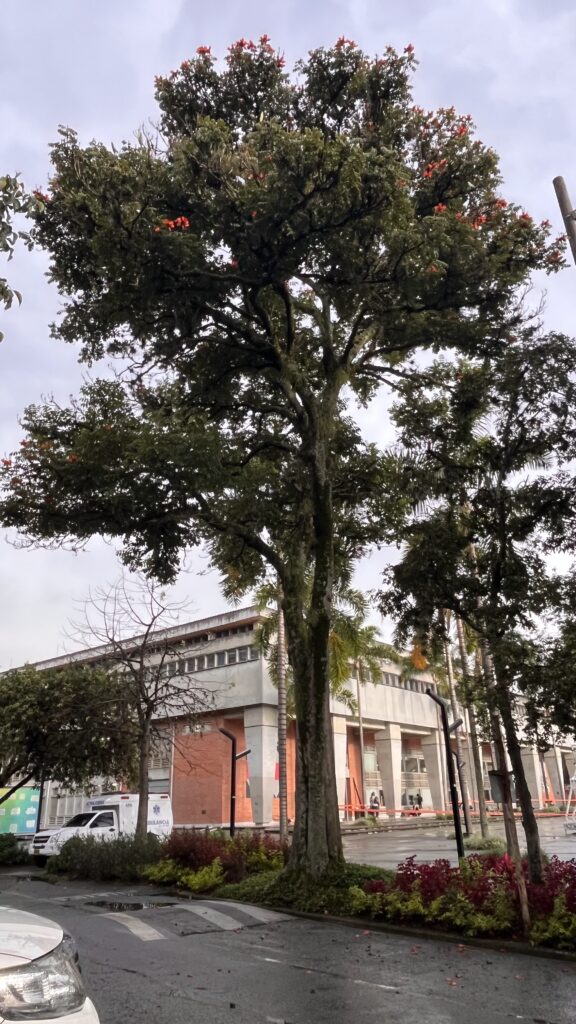 El más bello asesino