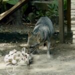 Huellas en el concreto: el zorro perro y su lucha por habitar el valle que ya no reconoce