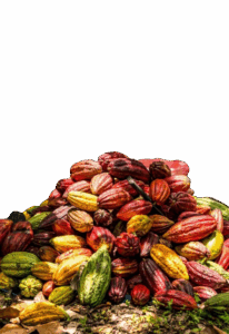 Cacao