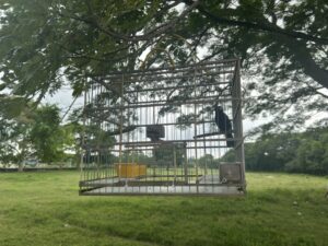 Un pájaro está encerrado dentro de una jaula a la sombra de un árbol, previo a un concurso de canto.