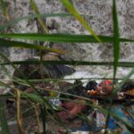 Nacimiento y desembocadura de un abandono
