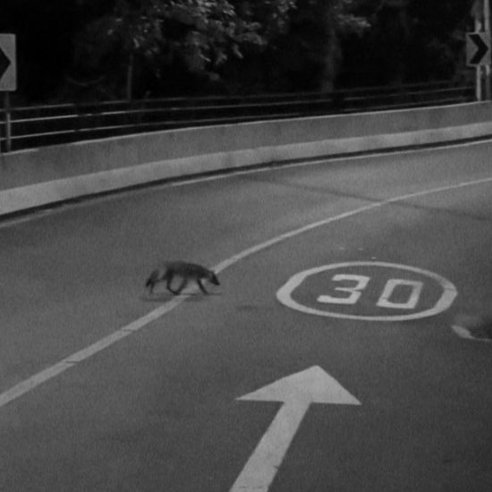 Un zorro cangrejero visto en la frontera entre el Valle de Aburrá y el de San Nicolás, llegando a Las Palmas. Foto: Cristóbal Ospina.