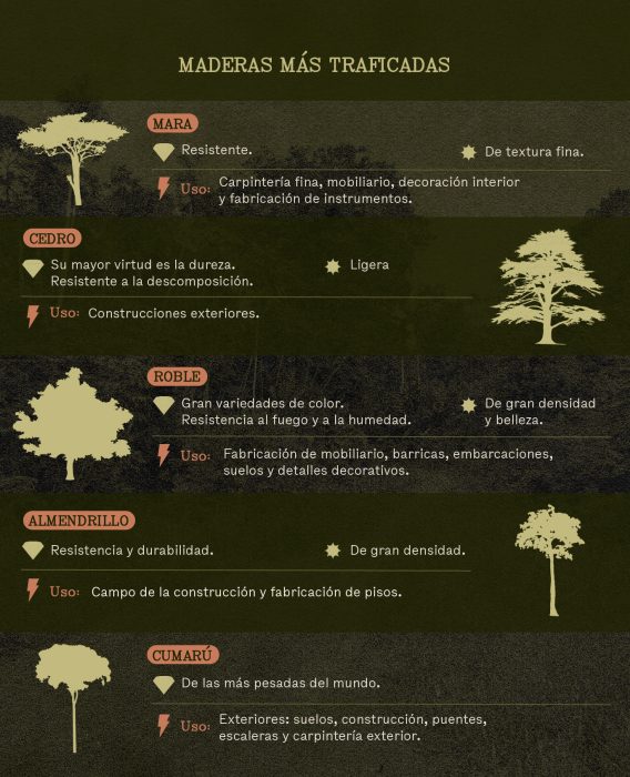 Tipos de madera en Bolivia Perú Infografia TDM